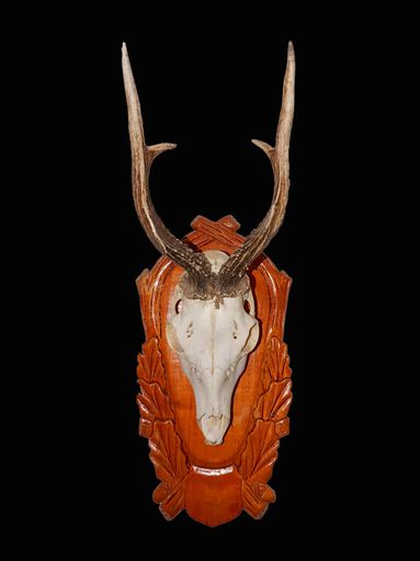 A closeup vertical shot of a deer head skull trophy isolated on a black background