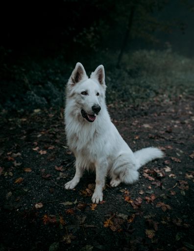 A vertical shot of a white swiss shepherd dog sitting on the road