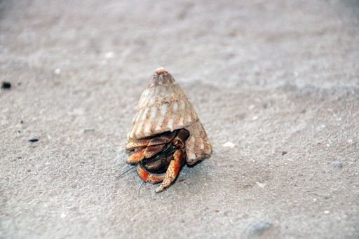 A closeup shot of a Hermit crab at a beach in Curacao