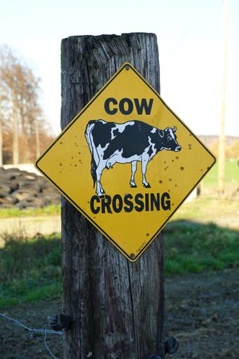 A vertical shot of "COW CROSSING" warning sign on a post in a farm