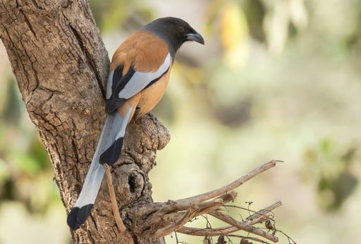A Rufous Treepie bird perched on a tree in Ranthambhore National Park, India