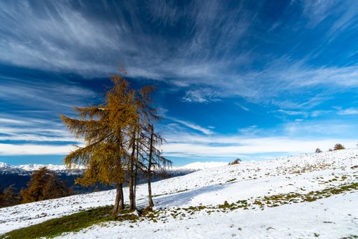 A forest covered with snow in South Tyrol, Dolomites, Italy