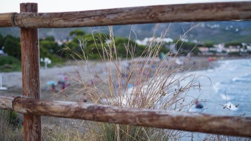 Dry grass halms behind a wooden fence near the beach