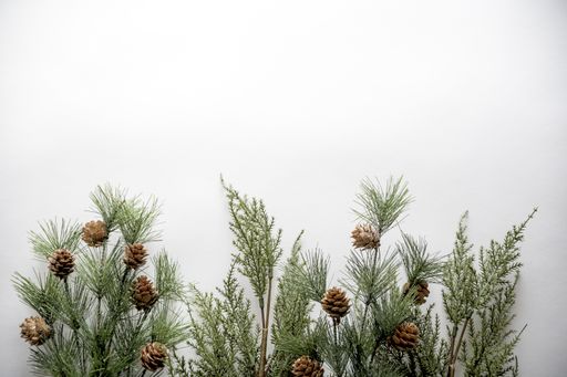 A shot of fir branches with acorns on a white surface with space for a text