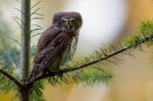 A cute pearl owl on a branch of a tree