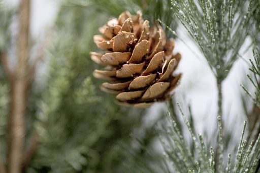 A closeup selective focus shot of an acorn on a fir tree in a winter field