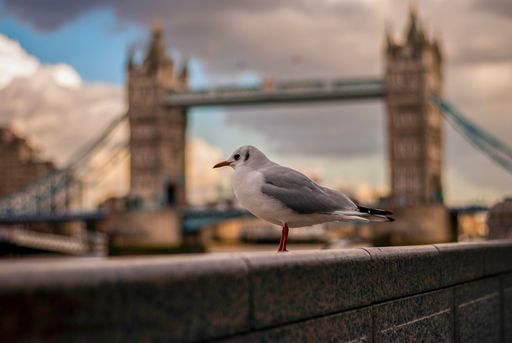 A small seagull perching on a stone wall in London