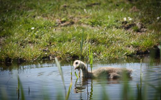 A selective focus shot of an adorable duck floating on water at daytime