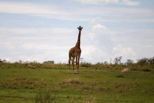 An African giraffe stands in a grassy field with the cloudy blue sky in background