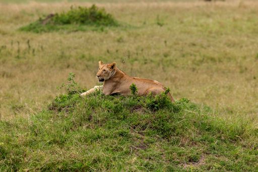 A majestic lioness basking in the sun on a lush green field