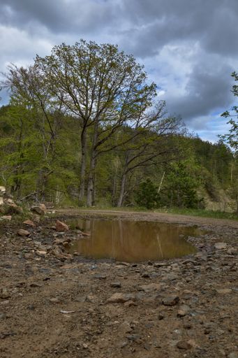 A vertical shot of a pond in the middle of the forest under the gloomy sky