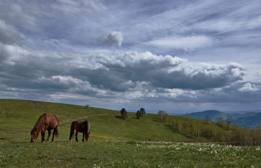 A scenery of a herd hanging out in the middle of a field under the cloudy sky