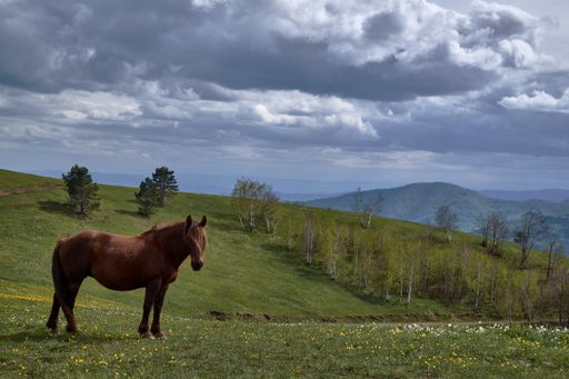 A cute horse hanging out in the middle of a mountainous scenery under the clear sky