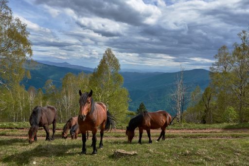 A scenery of a herd hanging out in the middle of a field under the cloudy sky