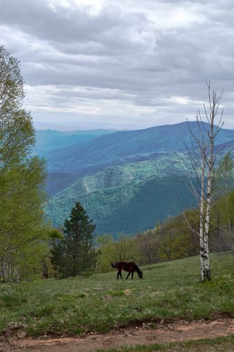 A cute horse hanging out in the middle of a mountainous scenery under the clear sky