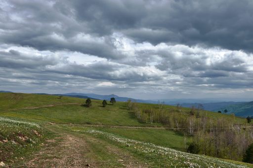 A scenery of a herd hanging out in the middle of a field under the cloudy sky