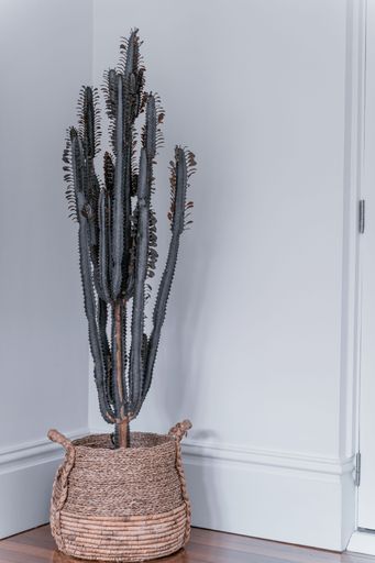 A vertical view of the Cereus jamacaru plant in a decorative pot by the walls