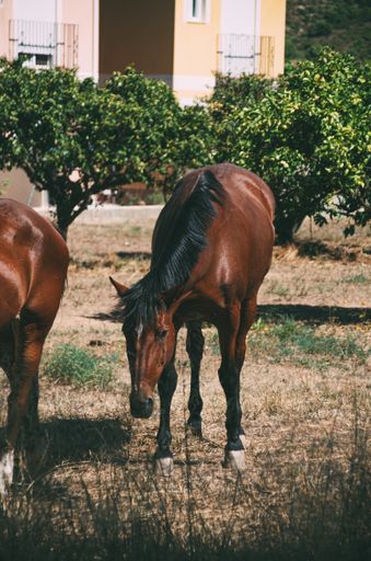 A vertical shot of the horses outdoors