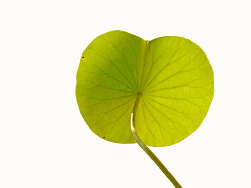 A vibrant green lotus leaf isolated on a white background.