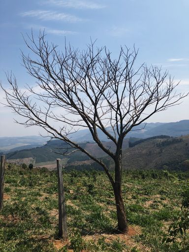 A vertical shot of a single leafless bare tree with a beautiful nature scene behind