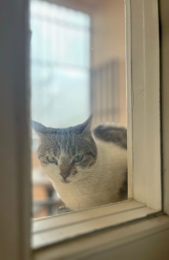 A vertical shot of a cute white and brown cat looking at a camera through a window