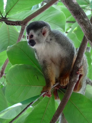 A vertical shot of a cute Squirrel Monkey (Saimiri) resting on a tree branch against the green leaves