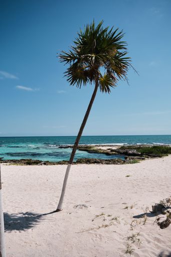 A Palm tree white sand beach by blue water in Tulum Mexico on a sunny day, vertical shot