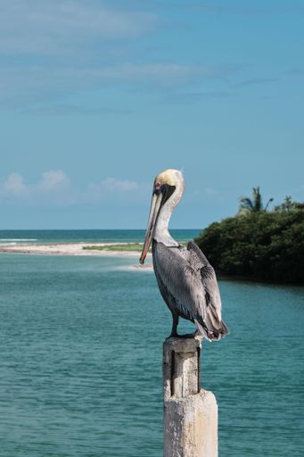 A Pelican bird on wooden pole bridge by the ocean in Tulum Mexico