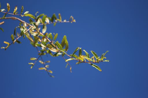 A low angle shot of a tree branch with green leaves under the blue sky