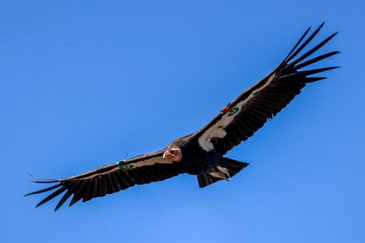 A California Condor soaring through a bright and clear sky, its wings spread wide in an effortless glide