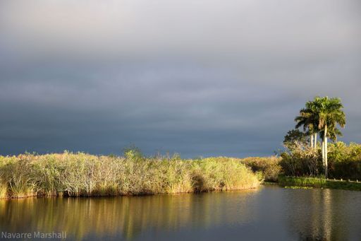 Swamp at Anhinga Trail at Everglades National Park, Florida against a clouded sky
