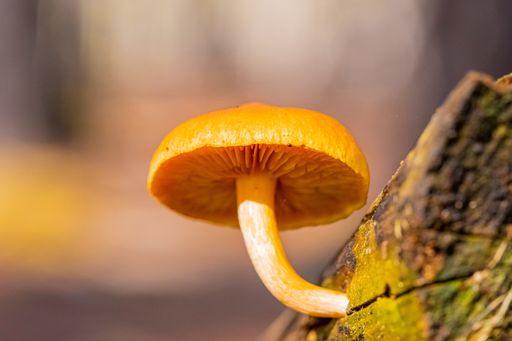 A selective focus shot of a mushroom on the trunk of a