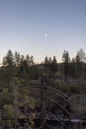 A vertical shot of a tree forest with the moon in the background