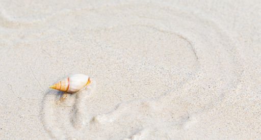 A selective focus shot of a beautiful seashell on the sand