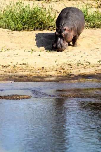 A vertical shot of a big hippopotamus on a sandy beach