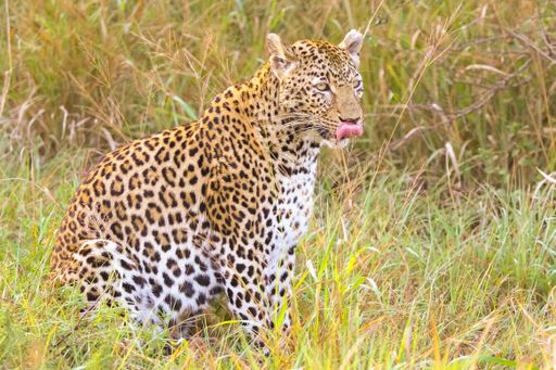 A selective focus shot of an adorable leopard licking his lips
