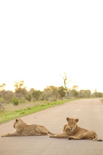 Two lions lying on the road closing the way
