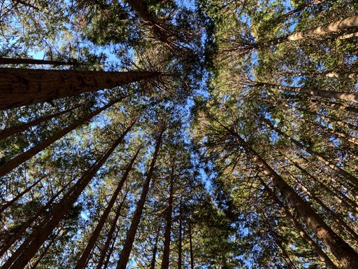 Tall straight trees when looked up from below.