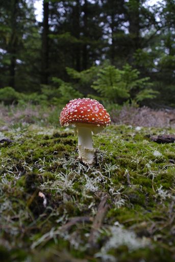 This red mushroom is beautiful fall