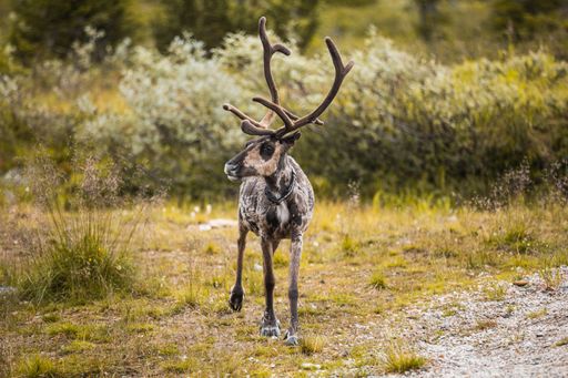 A reindeer standing in the green field