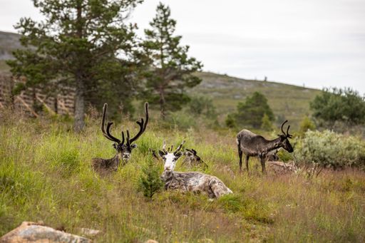 The reindeers grazing in the green field