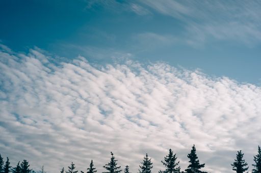 A beautiful scenery of white winter clouds over a range of fir trees