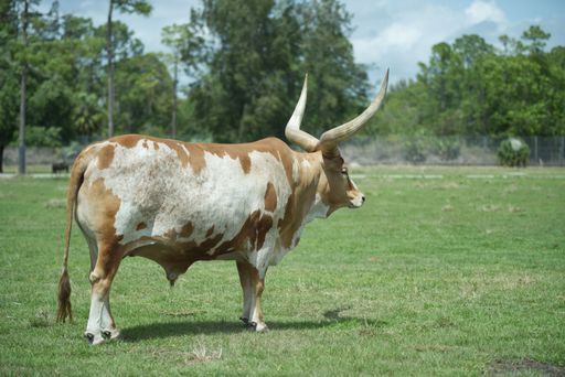 An adult Texas Longhorn bull standing on the green grass in a field on a sunny day