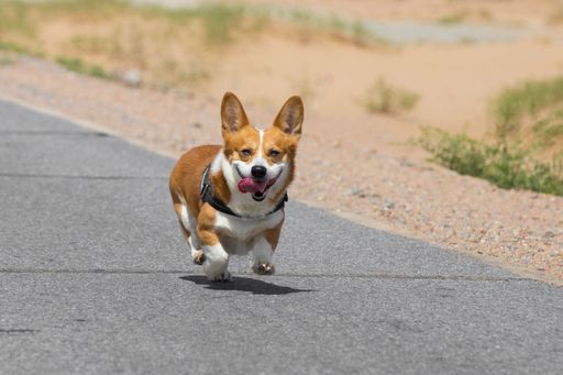 A cute corgi running with its tongue out