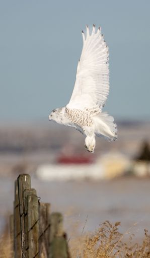 A majestic snowy owl trying to high jump with a blurred background