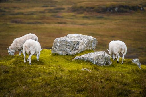 Three white sheep grazing on a rocky hillside blanketed in lush green moss and grass