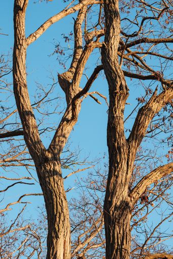 A vertical closeup of a withered tree in the outdoor