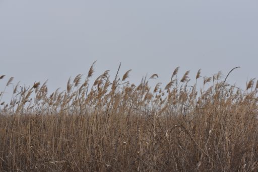 A field of flame grass with the clear sky in the background - great for background or wallpaper