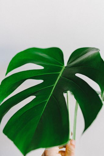 A vertical closeup shot of a green leaf on a white background