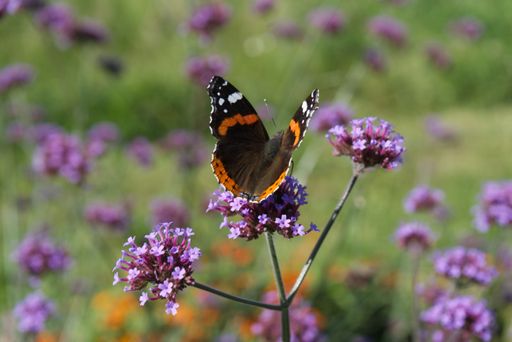 A closeup of a butterfly sitting on a purple flower in a garden